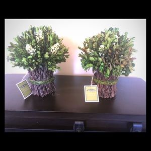 Decorative small plants